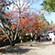 大覚寺と大沢の池の紅葉18