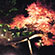 大覚寺と大沢の池の紅葉21