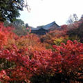 東福寺の紅葉1
