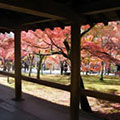 東福寺の紅葉3