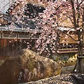 祇園白川の桜1