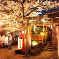 祇園白川の桜2