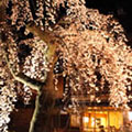 祇園白川の桜3