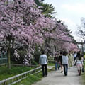 賀茂川の桜1