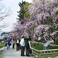 賀茂川の桜2