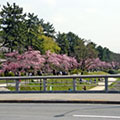 賀茂川の桜3