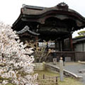 仁和寺の桜1