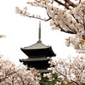 仁和寺の桜2