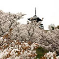 仁和寺の桜3