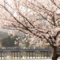 嵐山の桜3