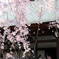 天龍寺の桜1