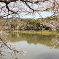 広沢池の桜2