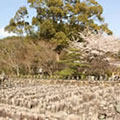 化野念仏寺の桜1