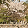 化野念仏寺の桜3