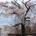 円山公園の桜1