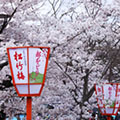 円山公園の桜2