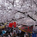 円山公園の桜3