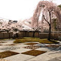 高台寺の桜3