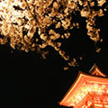 清水寺の桜3