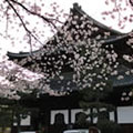建仁寺の桜2