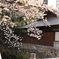 高瀬川の桜3