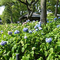 藤森神社の紫陽花1