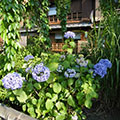 祇園白川の紫陽花1