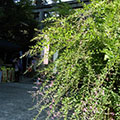 梨木神社の萩2