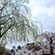 円山公園の桜5