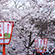 円山公園の桜7