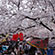 円山公園の桜8