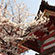 清水寺の桜10