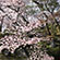 清水寺の桜20