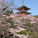 清水寺の桜21