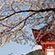 清水寺の桜22