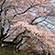 清水寺の桜23