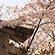 安井金比羅宮の桜2