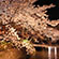 祇園白川の桜10