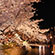 祇園白川の桜11