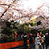 祇園白川の桜4