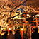 祇園白川の桜6