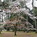 京都御苑の桜3