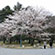 京都御苑の桜5
