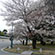 京都御苑の桜6