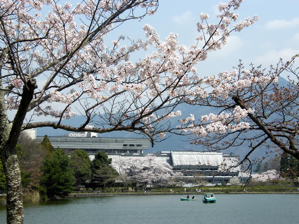 宝ケ池公園の桜