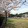 上賀茂神社の桜10