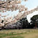 上賀茂神社の桜11