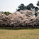 上賀茂神社の桜5