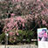 上賀茂神社の桜7