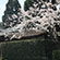 上賀茂神社の桜8
